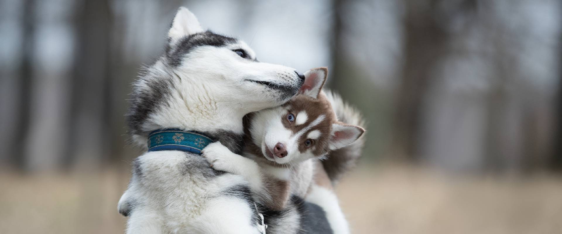 Husky puppy outlet collar size